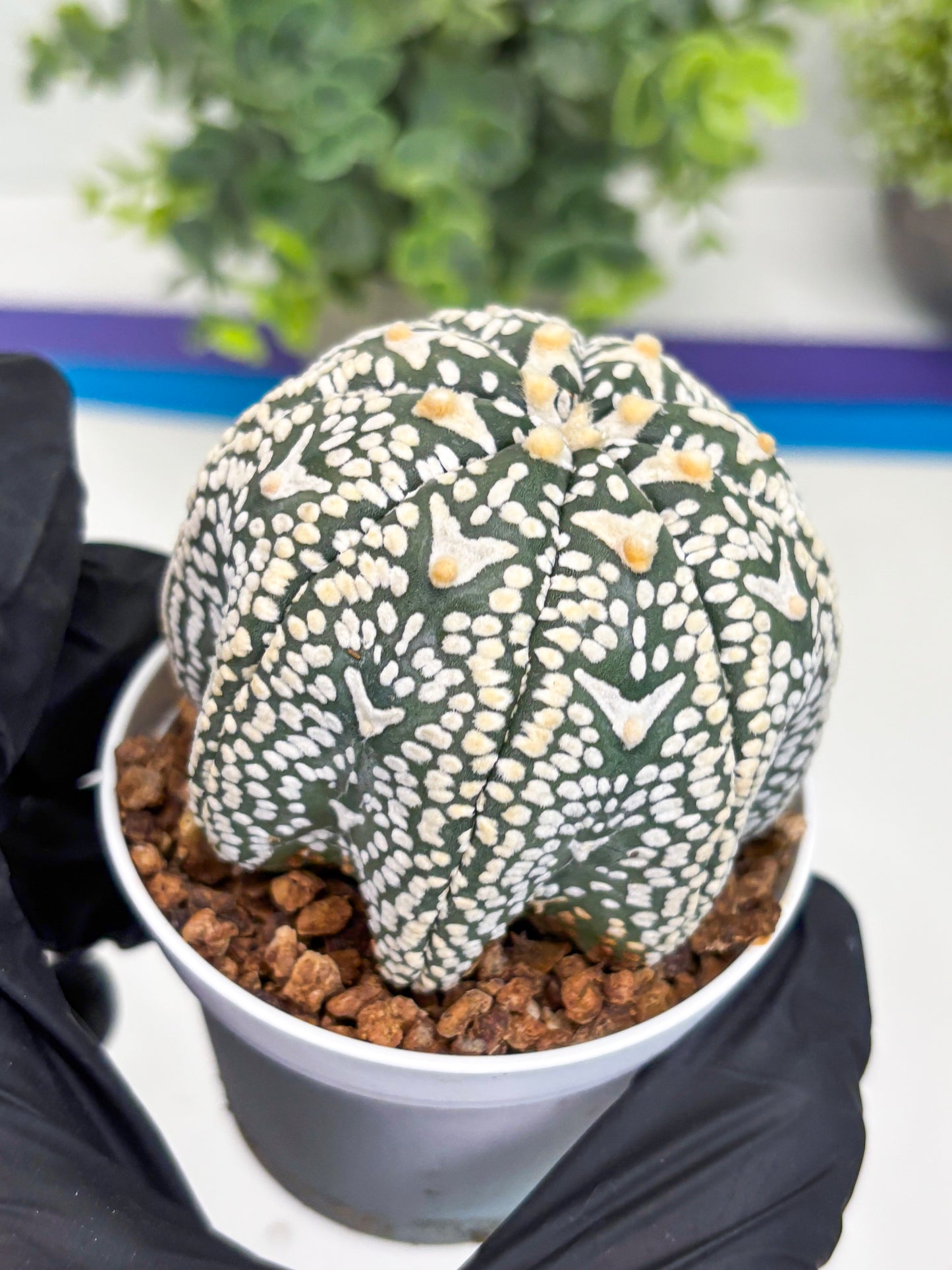 Astrophytum Super Kabuto V Type (T4) (p3) | USA Plant SHOP | 3" Pot