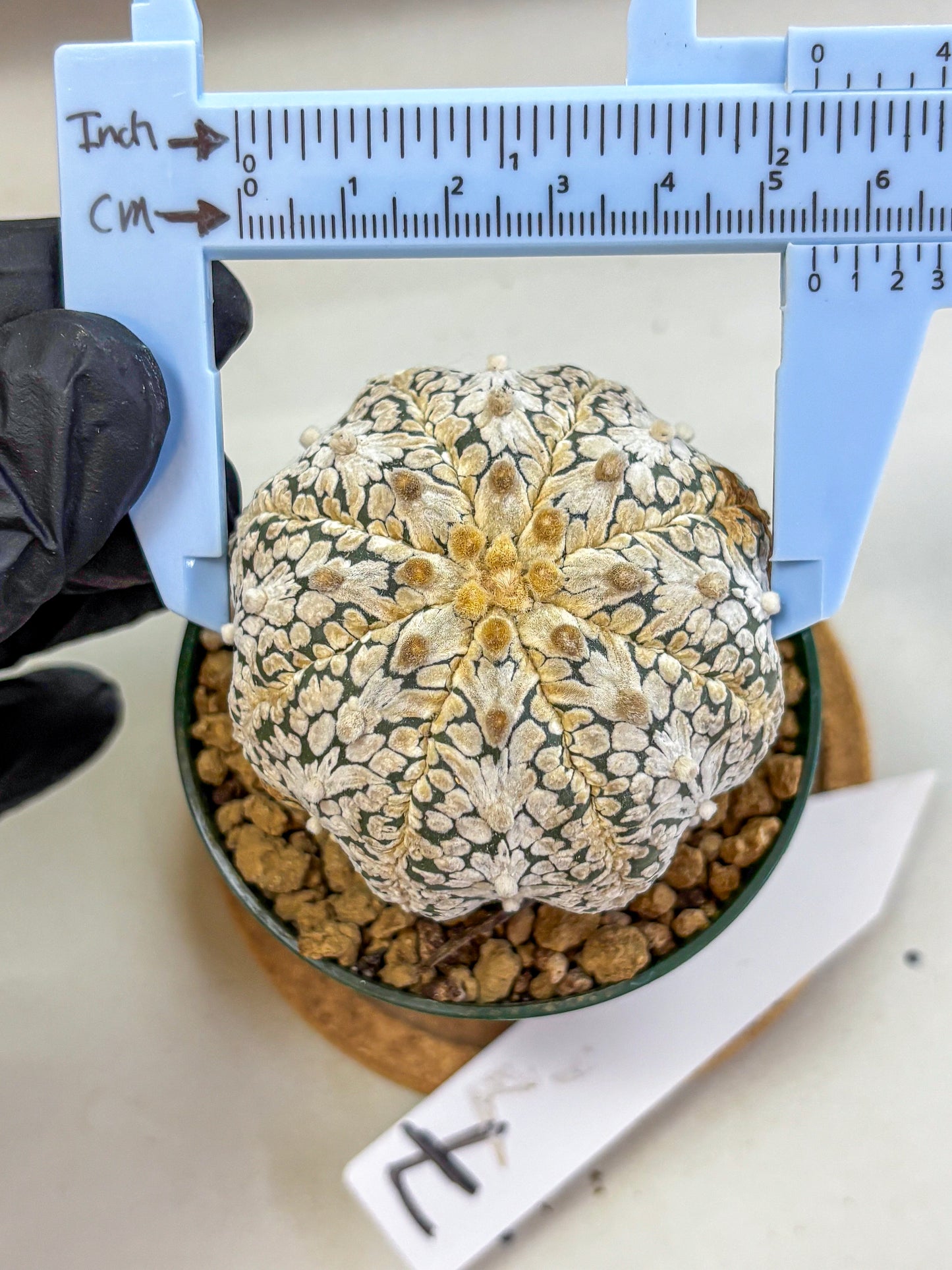 Astrophytum V Type (at2) (07) | Live Plant | Rare Collection
