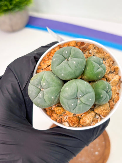 Spineless Cactus (Lo1) (g5) | For Advanced Growers