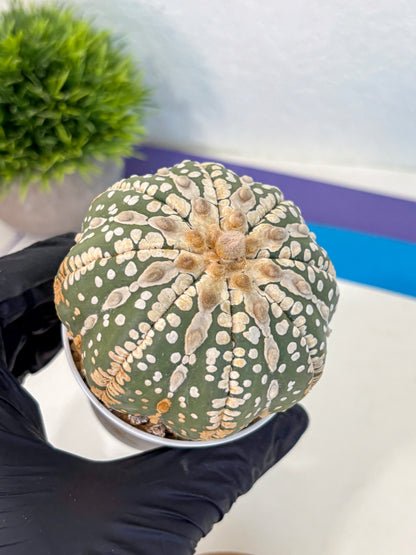 Astrophytum V Type Nudum (at9) (06) | Live Cactus