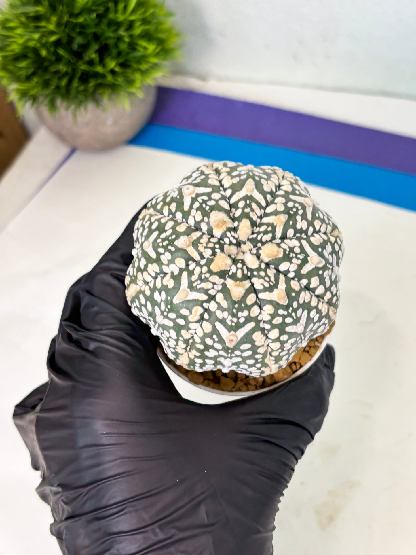 Astrophytum V-Type (at4) (y3) | Ship from Nevada