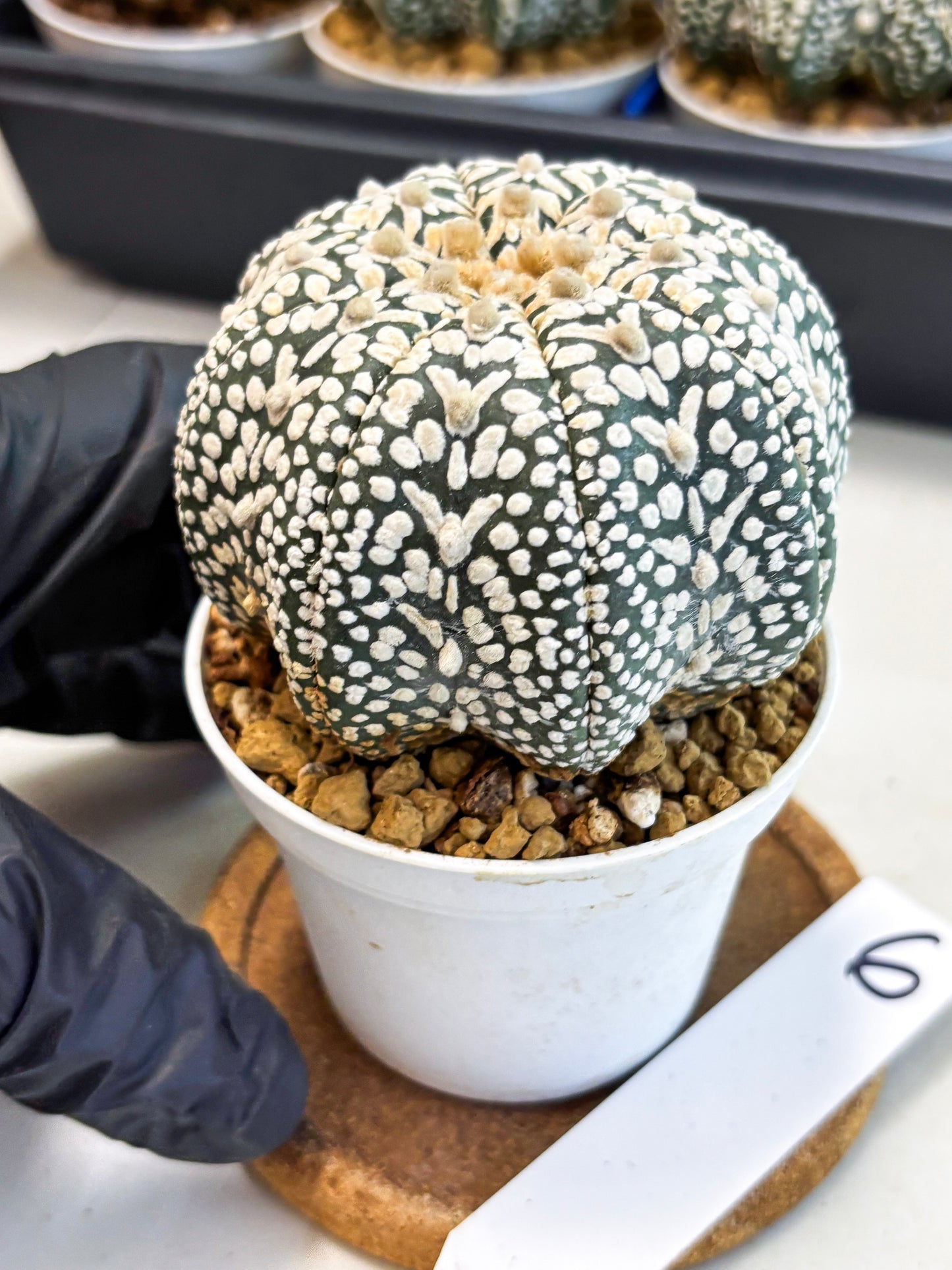 Astrophytum V-Type (at4) (y6) | Ship from Nevada