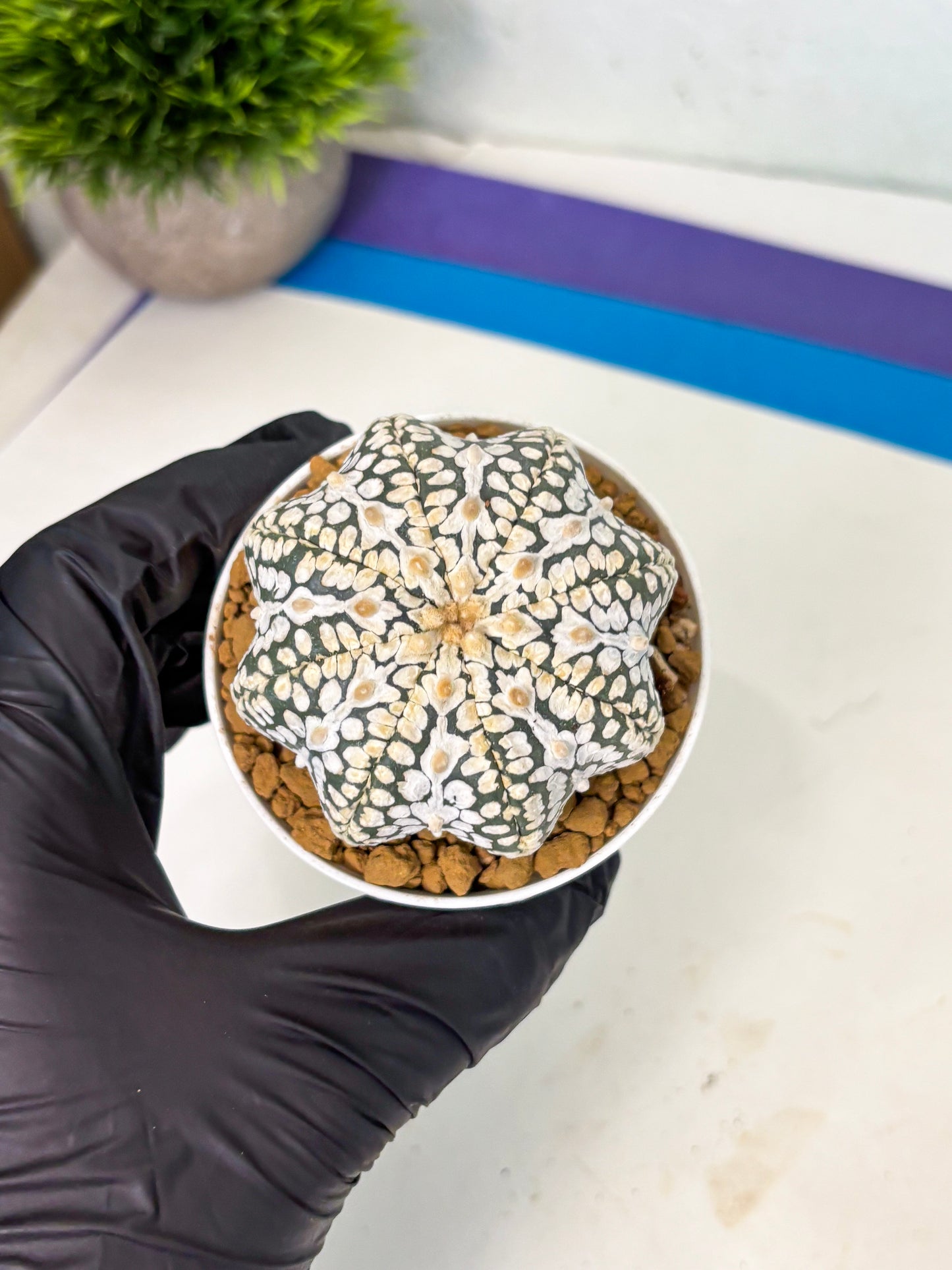 Astrophytum Star Shape (at4) (g1) | Imported Plant