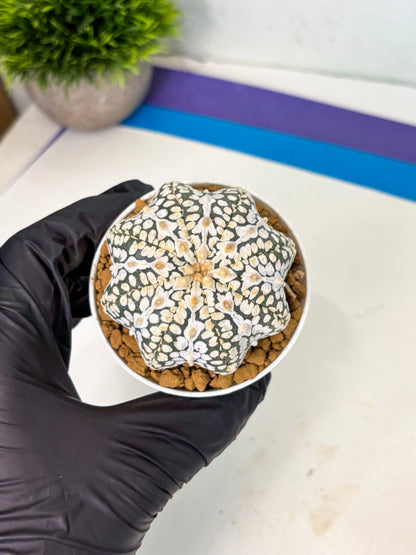 Astrophytum Star Shape (at4) (g1) | Imported Plant