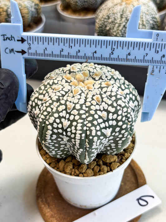 Astrophytum Star Shape (at4) (g6) | Imported Plant