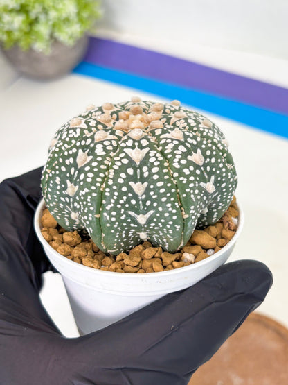 Astrophytum Star Shape (at2) (b1) | Japanese Import