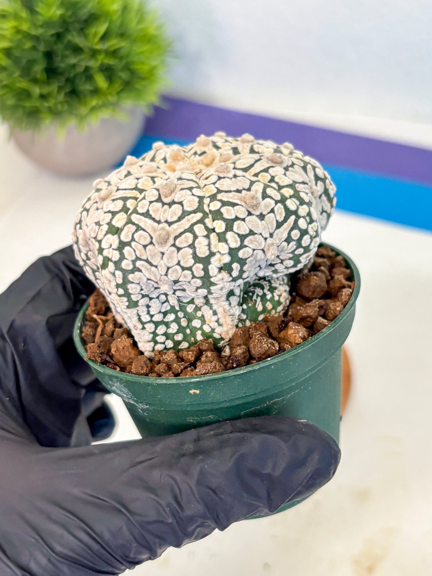 Astrophytum V Type (at5) (06) |  Sea urchin cactus