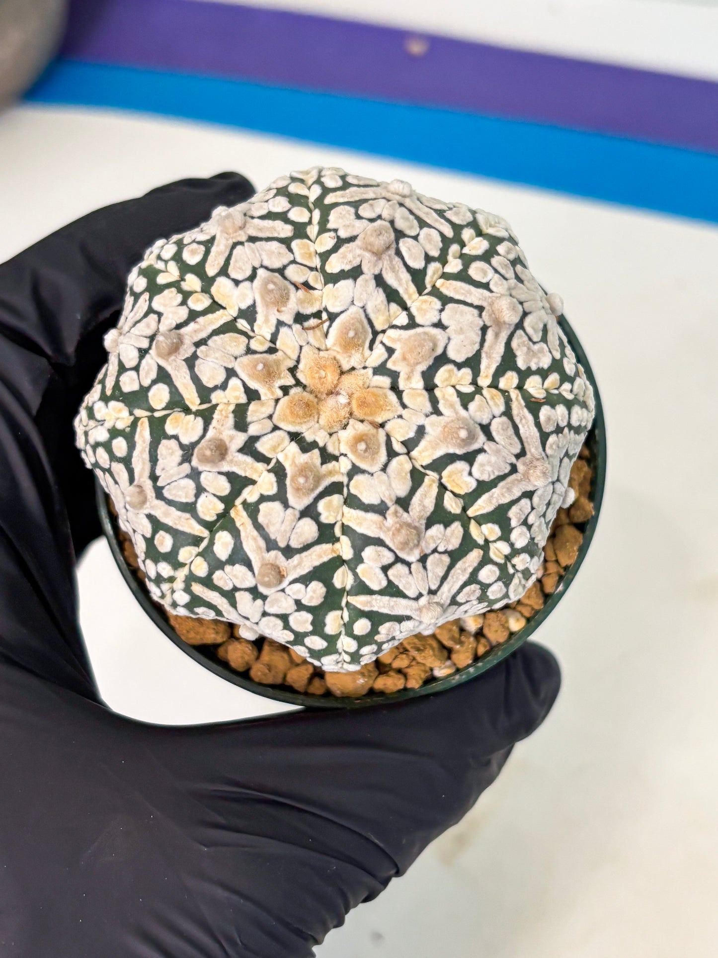 Astrophytum V-Type (at5) (p5) | Rare imported Plant