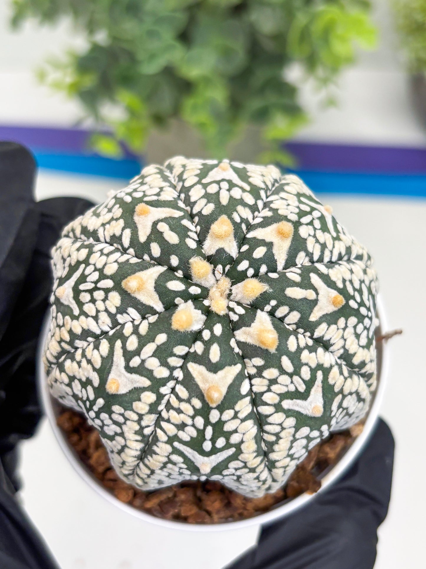 Astrophytum Super Kabuto V Type (T4) (p3) | USA Plant SHOP | 3" Pot