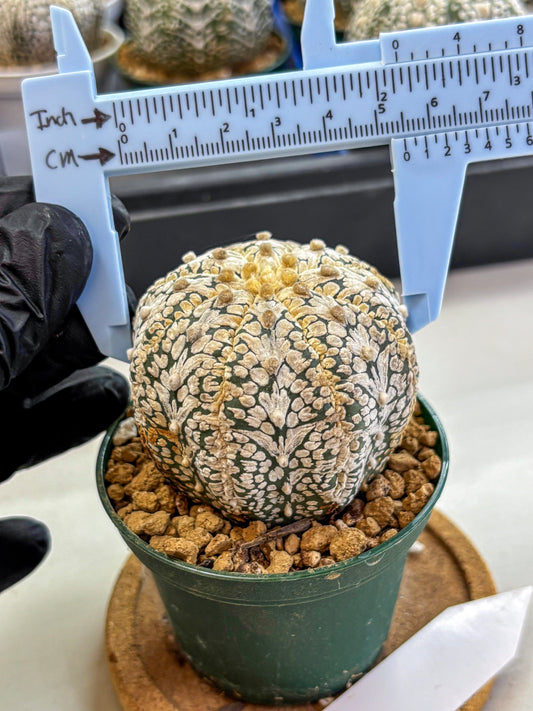 Astrophytum V Type (at2) (07) | Live Plant | Rare Collection