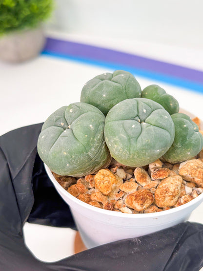 Spineless Cactus (Lo1) (g5) | For Advanced Growers