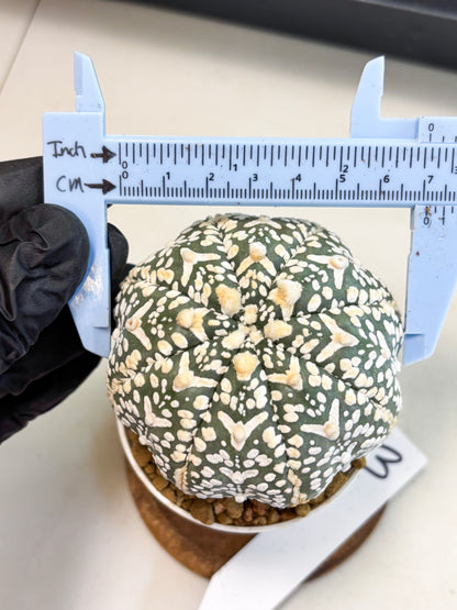 Astrophytum V-Type (at4) (y3) | Ship from Nevada