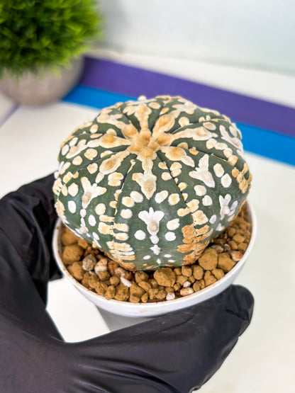 Astrophytum V-Type (at4) (y1) | Ship from Nevada