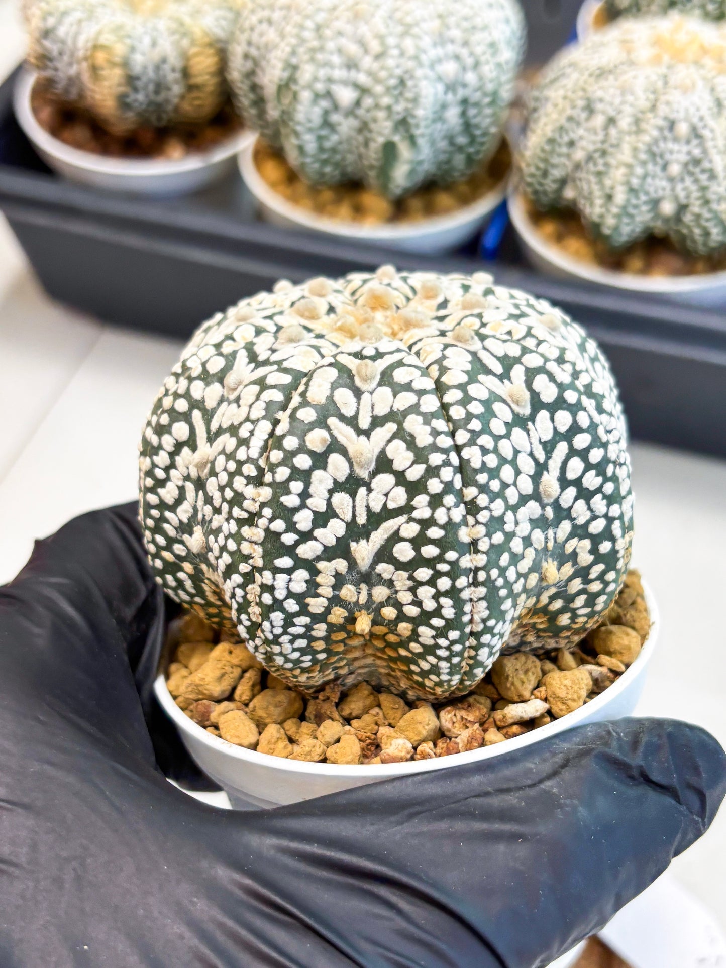 Astrophytum V-Type (at4) (y6) | Ship from Nevada