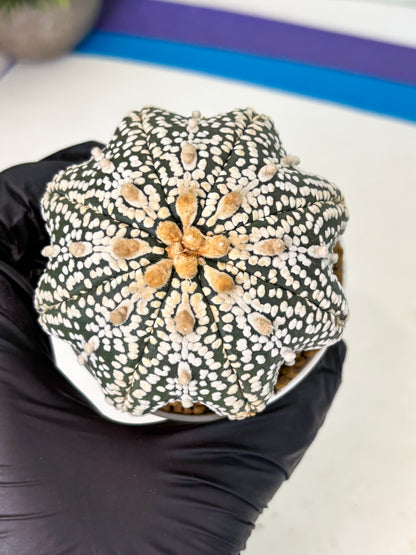 Astrophytum Star Shape (at4) (g5) | Imported Plant