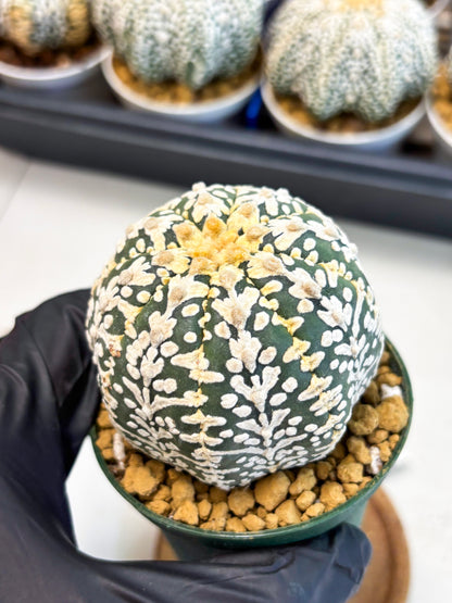 Astrophytum V-Type (at4) (r5) | Ship from Nevada