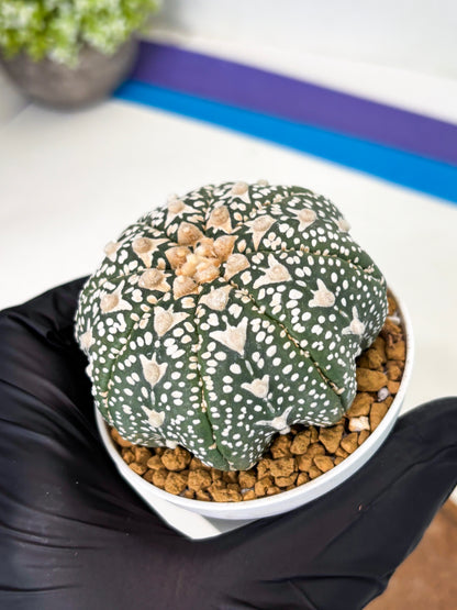 Astrophytum Star Shape (at2) (b1) | Japanese Import