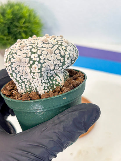 Astrophytum V Type (at5) (06) |  Sea urchin cactus