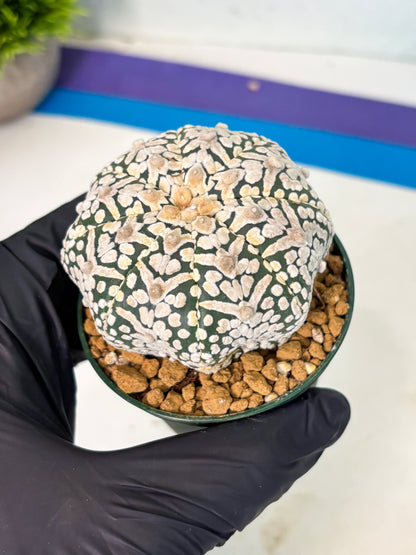 Astrophytum V-Type (at5) (p5) | Rare imported Plant