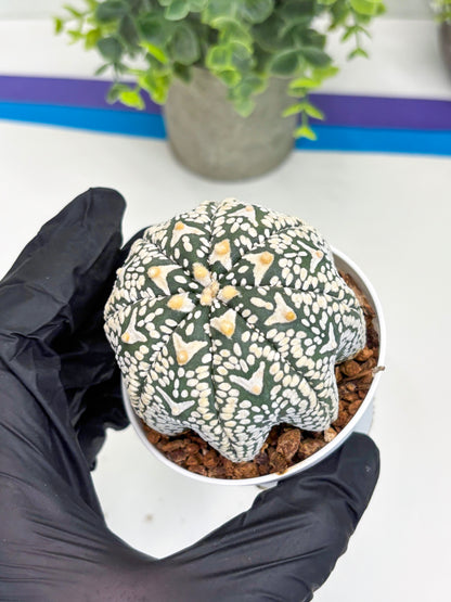 Astrophytum Super Kabuto V Type (T4) (p3) | USA Plant SHOP | 3" Pot