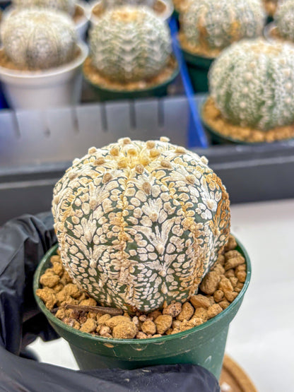 Astrophytum V Type (at2) (07) | Live Plant | Rare Collection