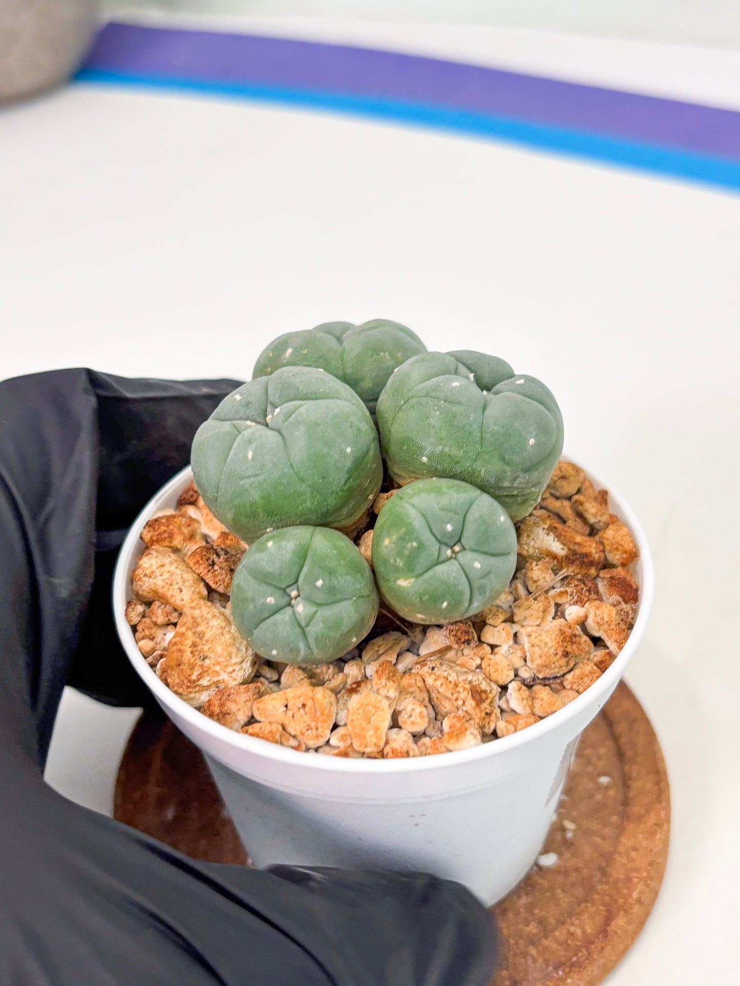 Spineless Cactus (Lo1) (g5) | For Advanced Growers