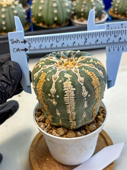 Astrophytum V Type Nudum (at9) (07) | Live Cactus