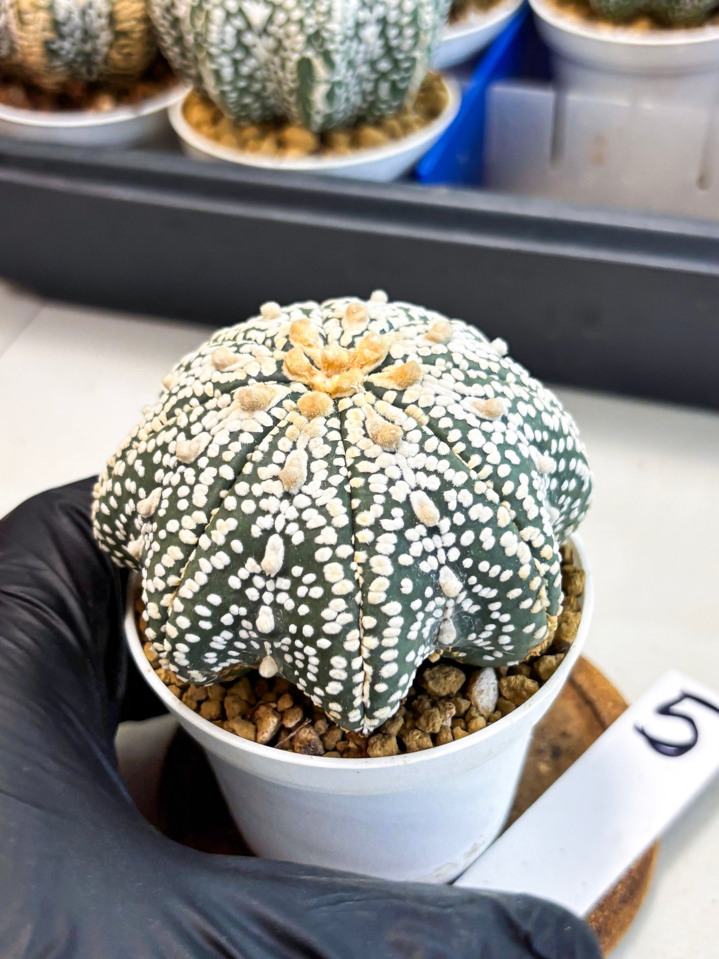 Astrophytum Star Shape (at4) (g5) | Imported Plant