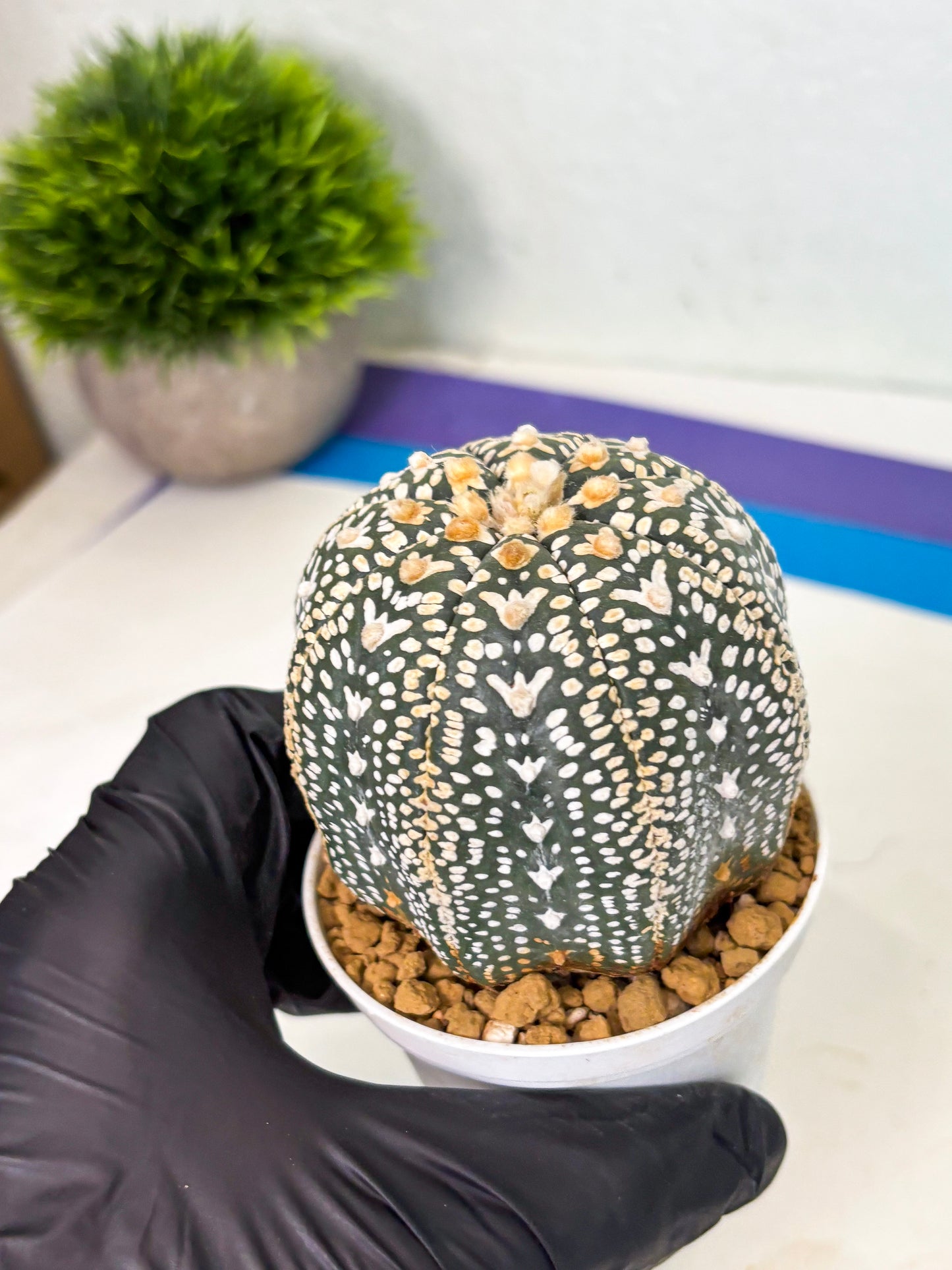 Astrophytum V-Type (at4) (y7) | Ship from Nevada
