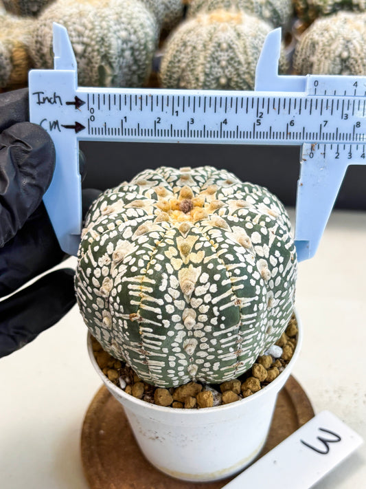 Astrophytum V-Type (at4) (r3) | Ship from Nevada