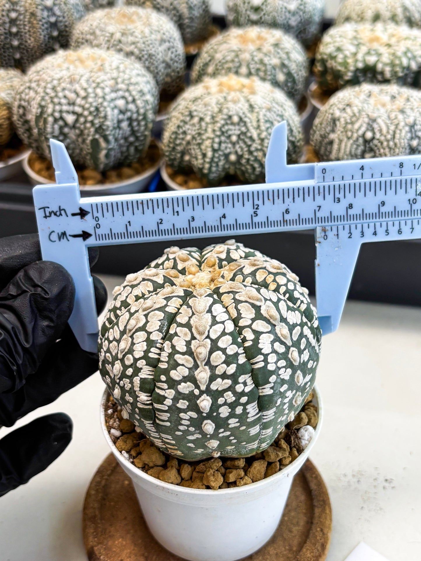 Astrophytum V-Type (at4) (r2) | Ship from Nevada