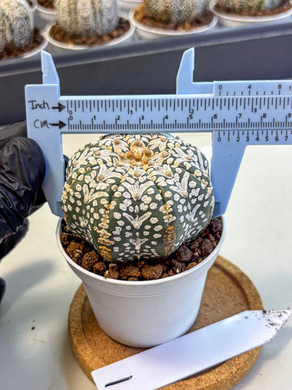 Astrophytum V Type (at5) (01) |  Sea urchin cactus
