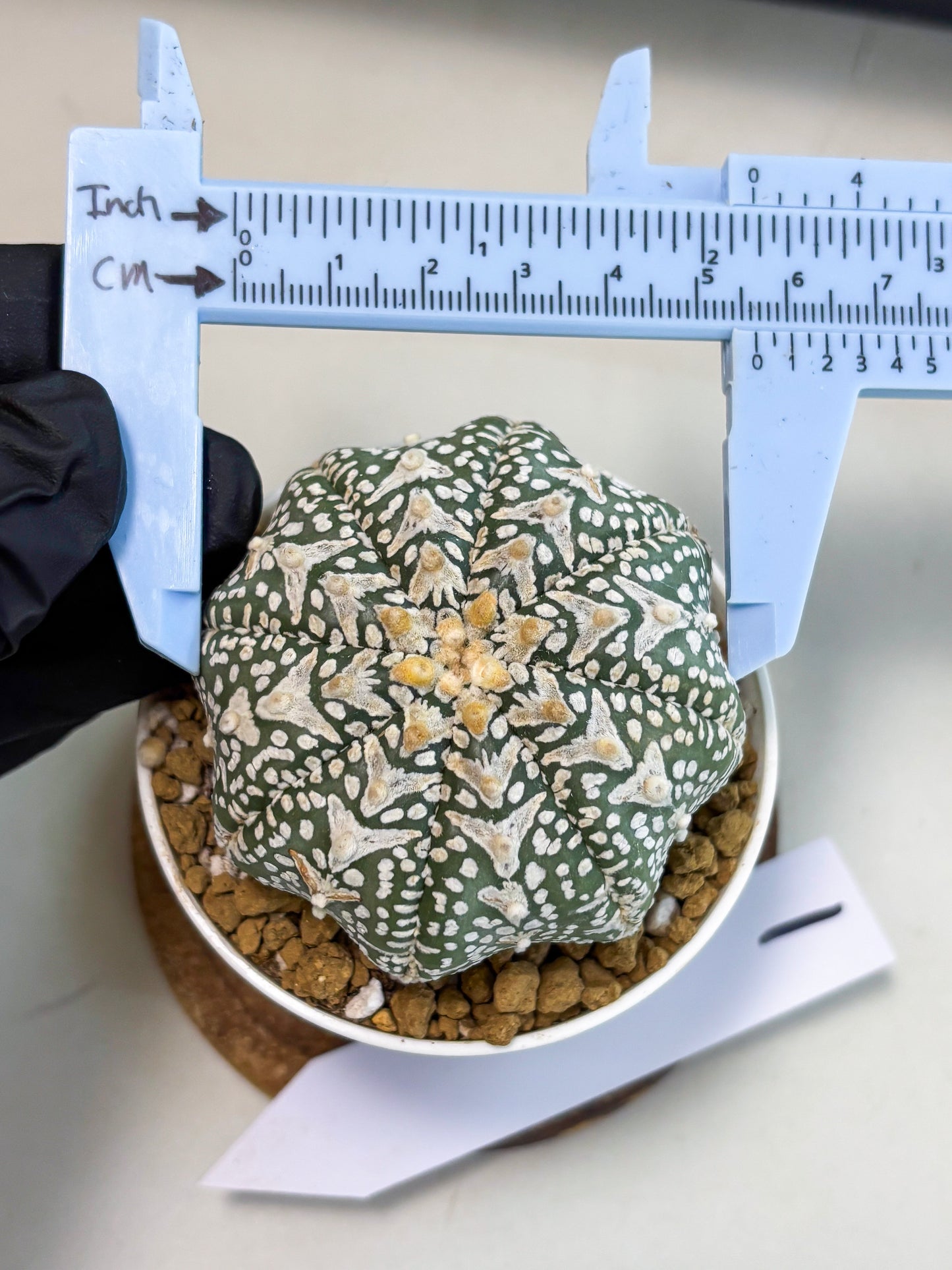 Astrophytum V-Type (at5) (p1) | Rare imported Plant