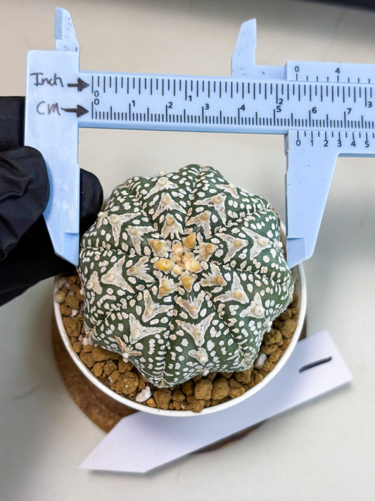 Astrophytum V-Type (at5) (p1) | Rare imported Plant