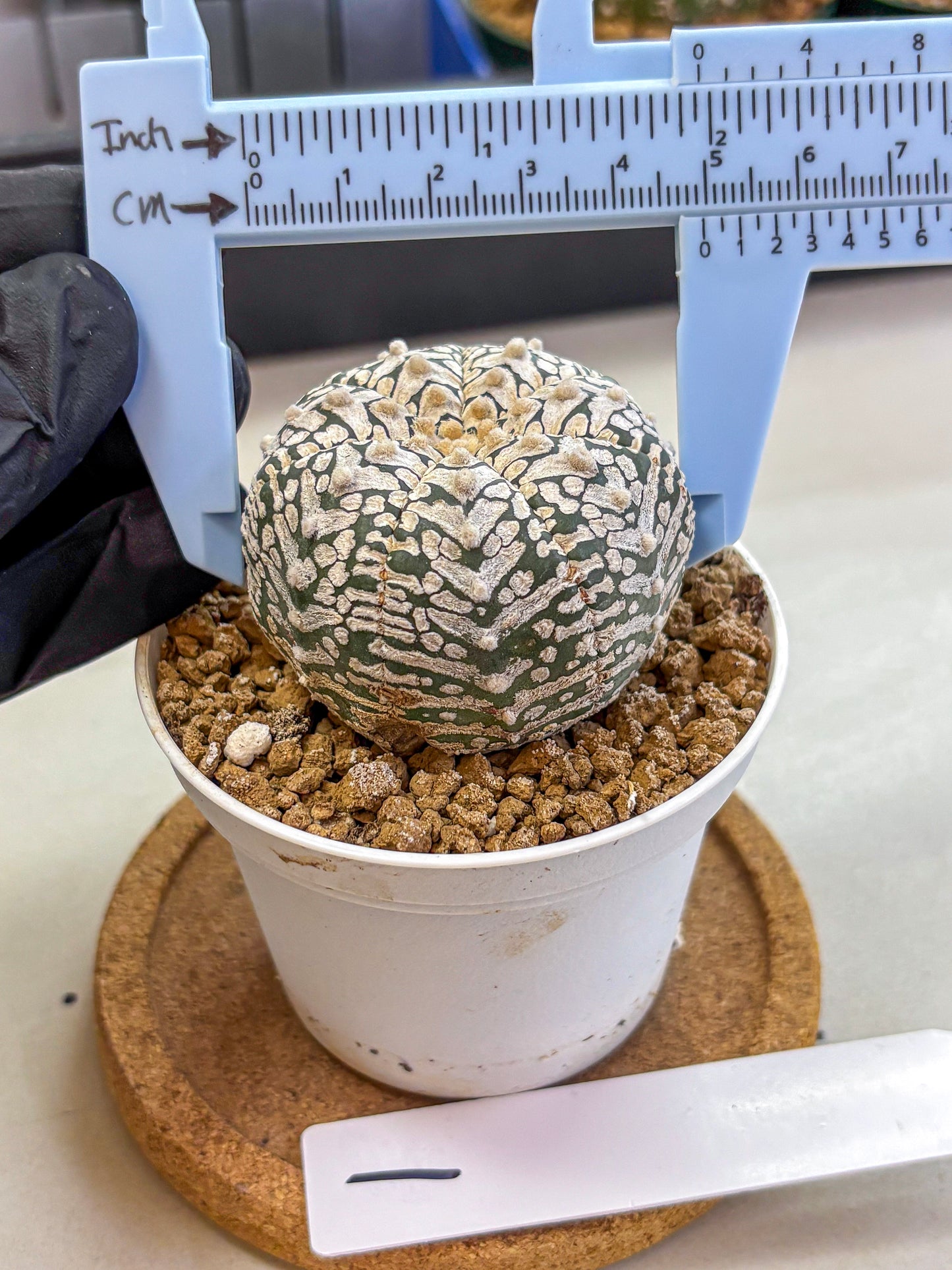 Astrophytum V Type (at2) (01) | Live Plant | Rare Collection