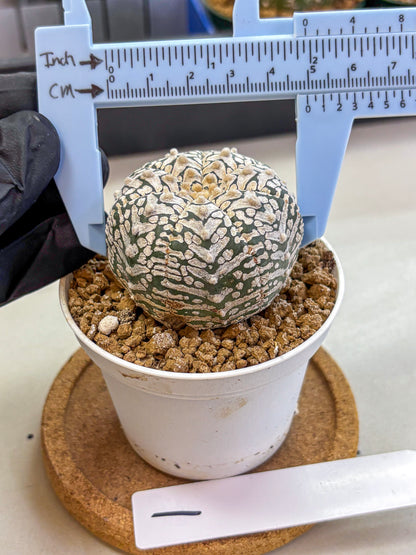 Astrophytum V Type (at2) (01) | Live Plant | Rare Collection