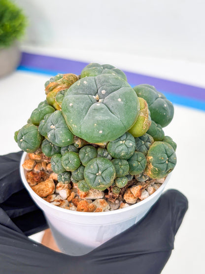 Spineless Cactus (Lo1) (p1) | For Advanced Growers