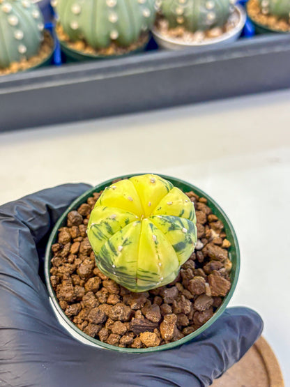 Astrophytum Variegated (at9) (01) | Rare Plant | Live Cactus