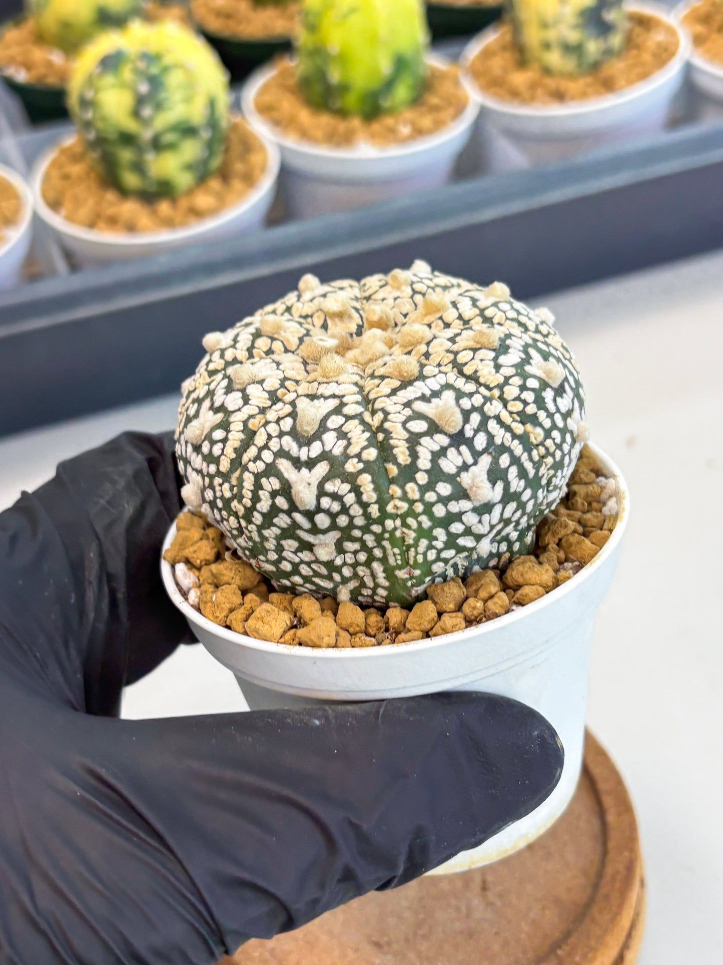 Astrophytum V-Type (at1) (p3) | Imported Cactus