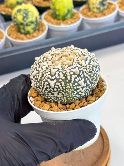 Astrophytum V-Type (at1) (p3) | Imported Cactus