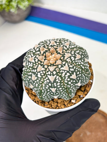 Astrophytum Star Shape (at2) (b1) | Japanese Import