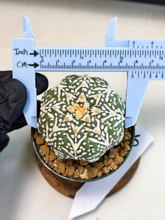 Astrophytum V-Type (at5) (p6) | Rare imported Plant