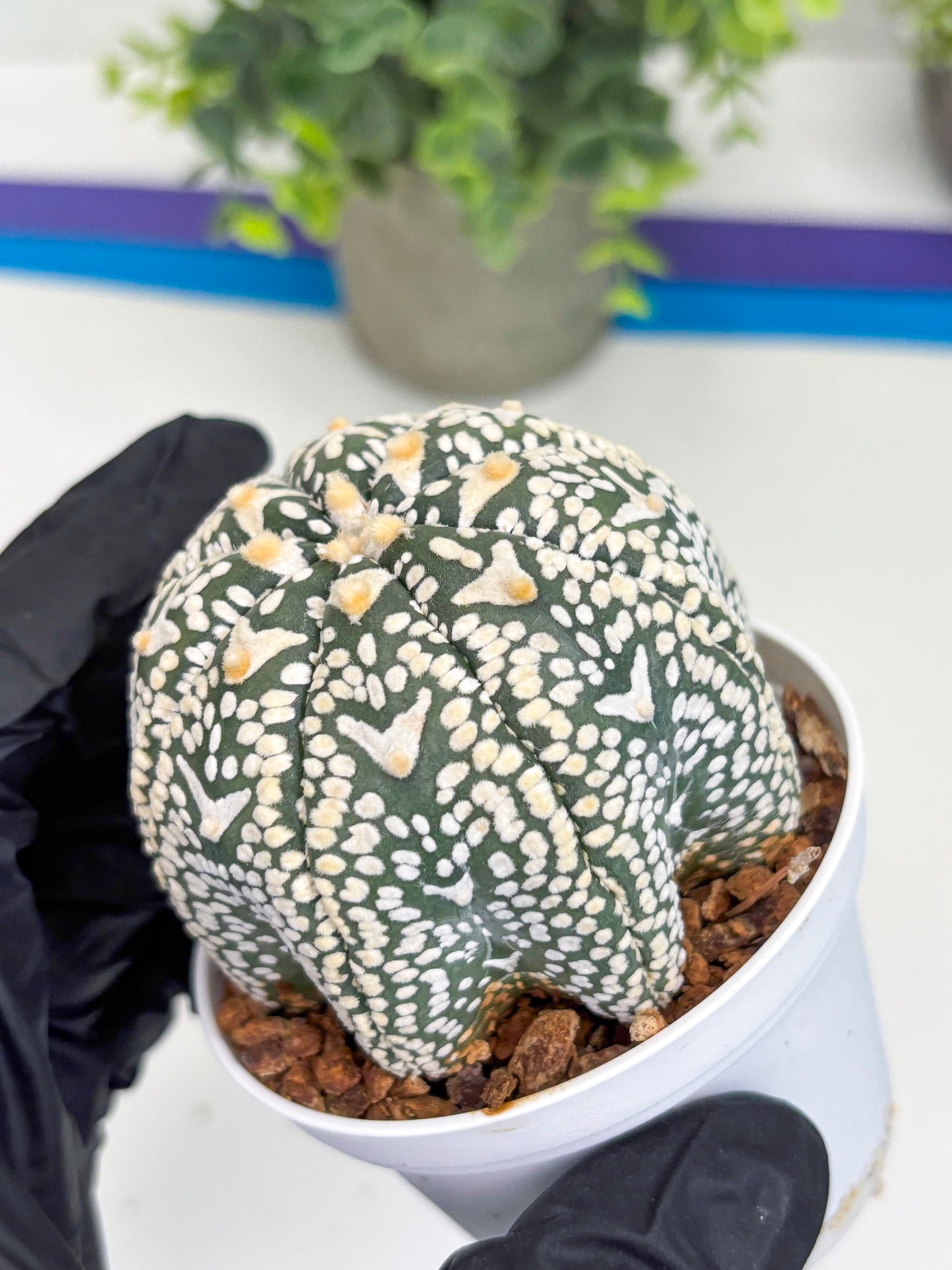 Astrophytum Super Kabuto V Type (T4) (p3) | USA Plant SHOP | 3" Pot