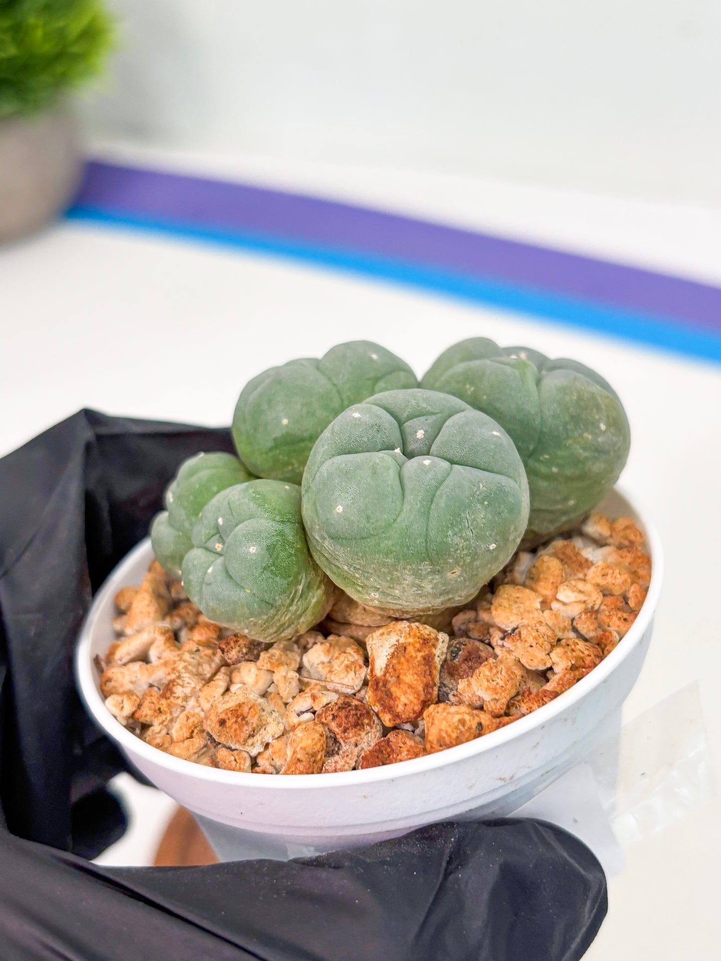 Spineless Cactus (Lo1) (g5) | For Advanced Growers