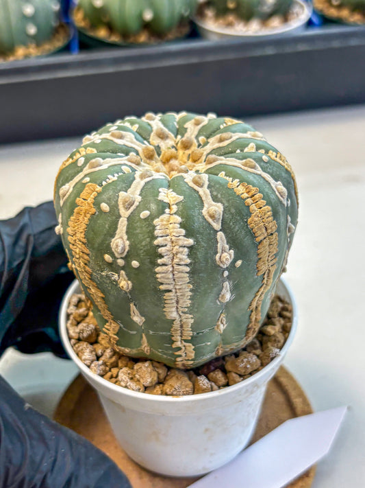 Astrophytum V Type Nudum (at9) (07) | Live Cactus