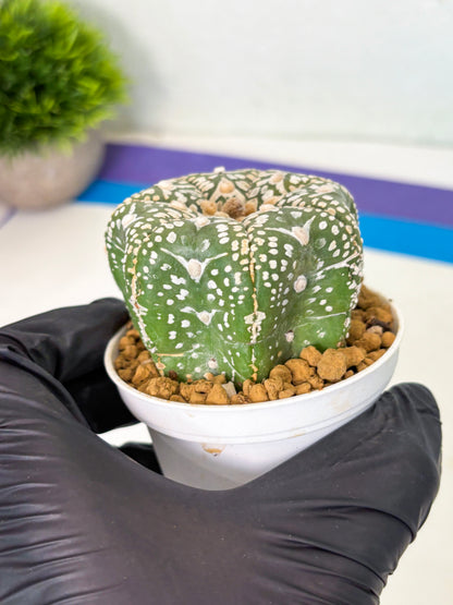 Astrophytum Star Shape (at4) (g3) | Imported Plant