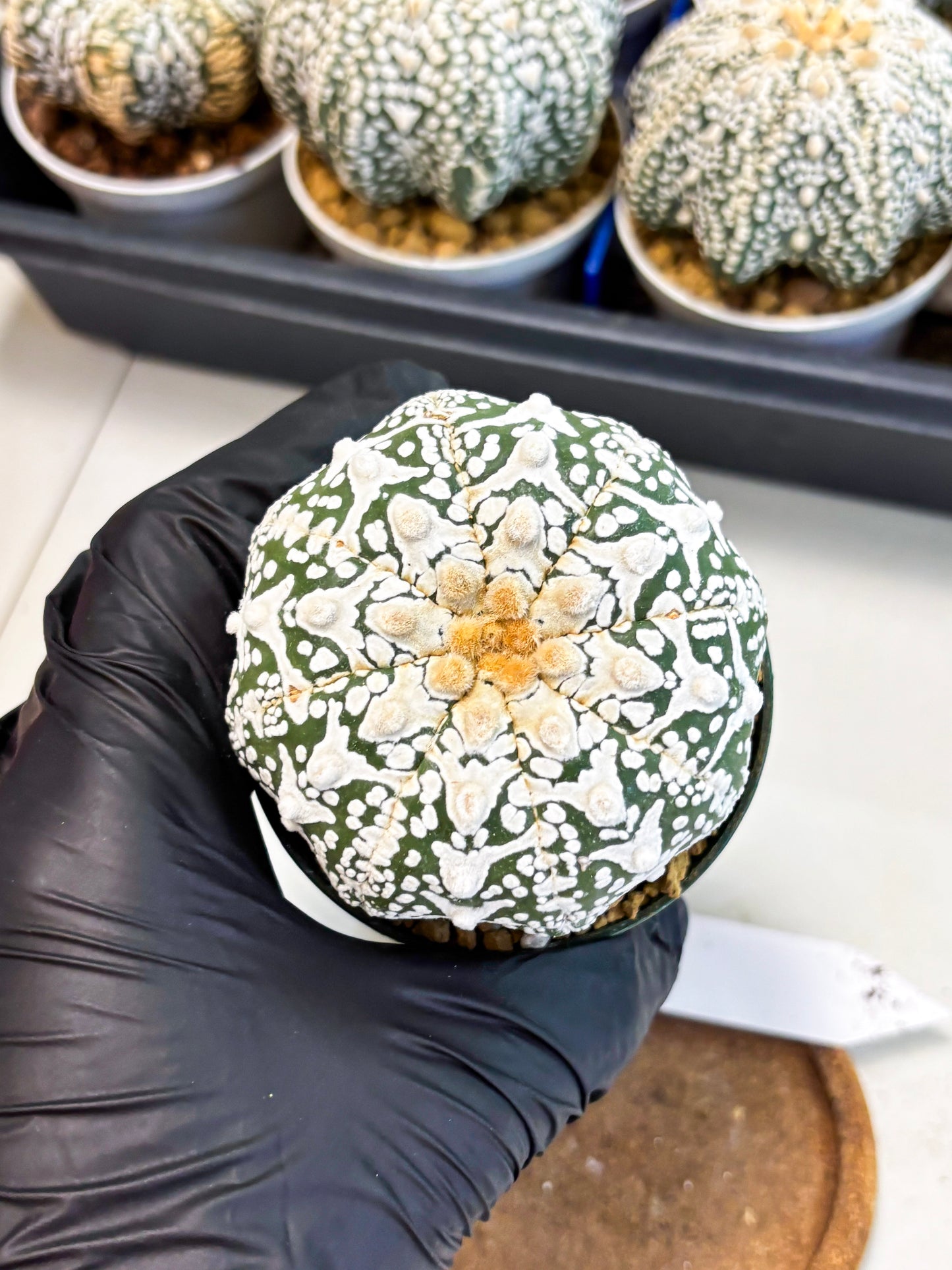 Astrophytum V-Type (at4) (r6) | Ship from Nevada