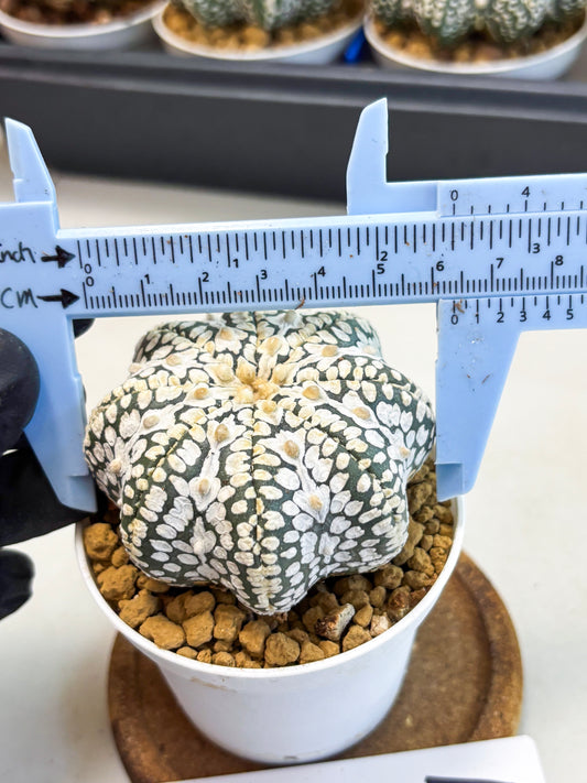 Astrophytum Star Shape (at4) (g1) | Imported Plant