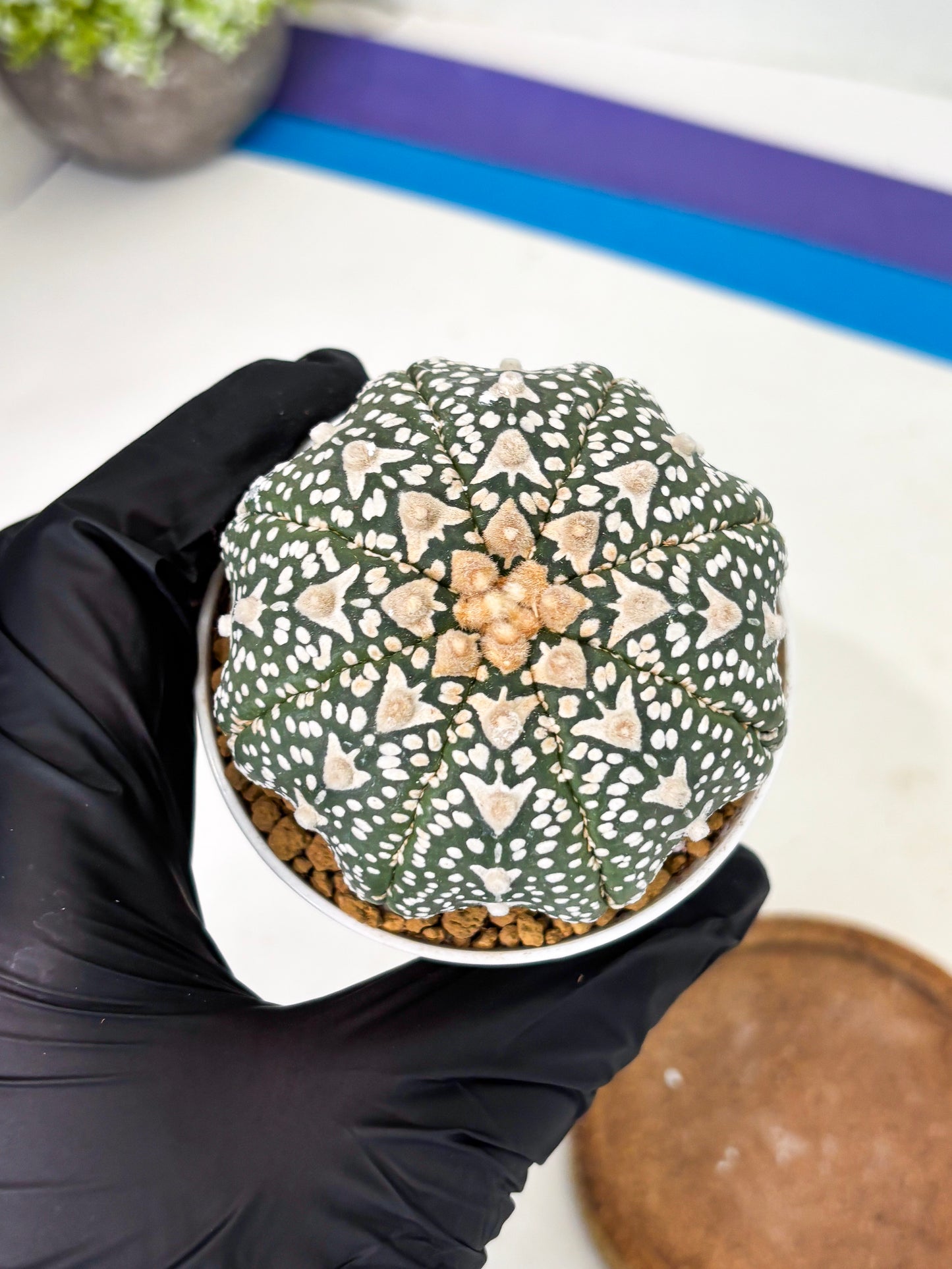 Astrophytum Star Shape (at2) (b1) | Japanese Import