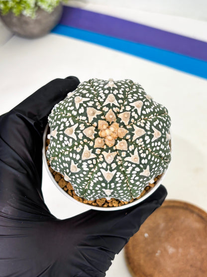 Astrophytum Star Shape (at2) (b1) | Japanese Import
